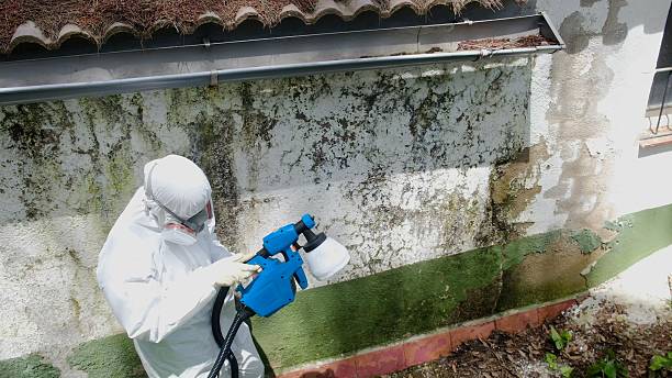 Top rated local Mold Remediation specialists in Burnham, IL